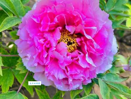 中国的国花是什么?这几种花呼声都很高!