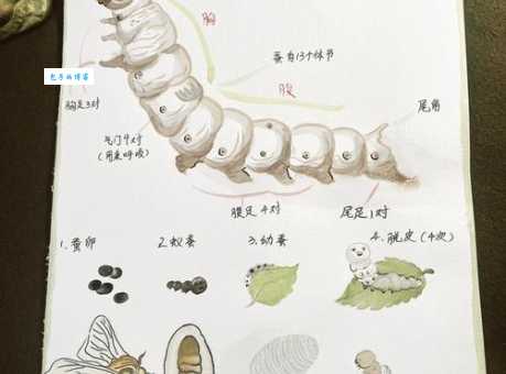 蚕桑的意思有哪些内涵?解析种桑与养蚕的专业定义