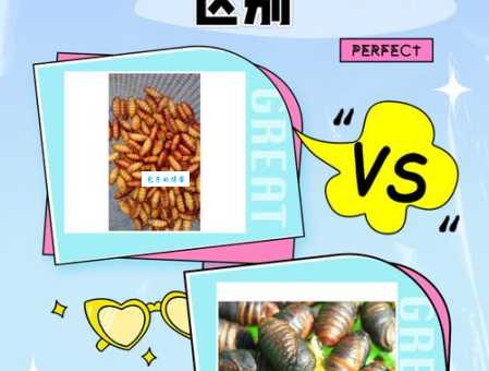 蚕桑的意思有哪些内涵?解析种桑与养蚕的专业定义