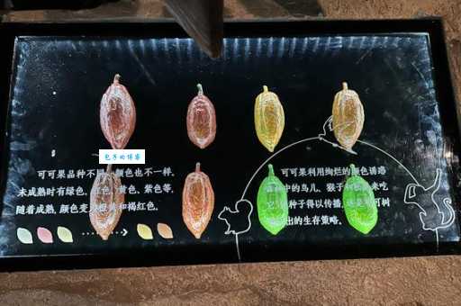 cocoa是什么意思?带你全面了解可可的含义与用途