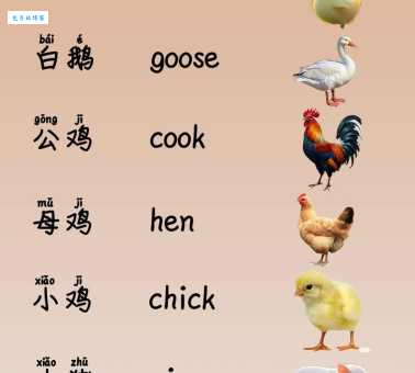 animals单词怎么读音？最详细的中文谐音与音标解析