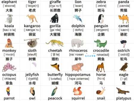 animals单词怎么读音?最详细的中文谐音与音标解析 animals单词怎么读音?最详细的中文谐音与音标解析