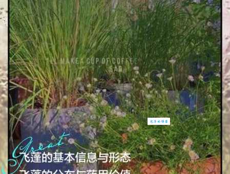 飞蓬随风的意思如何理解?分享几个简单通俗的解释