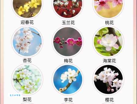 一人一花是什么语意思？新手入门必看的科普小知识