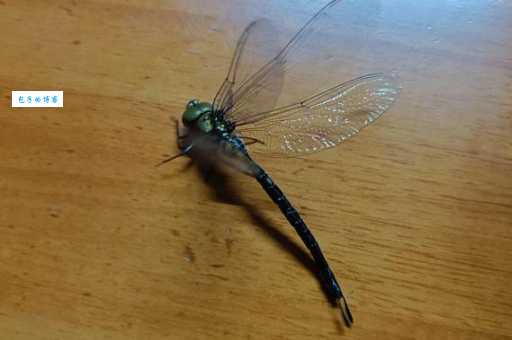 蛇蜻蜓长什么样?带你了解这种长相凶猛的益虫!