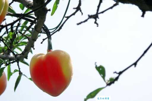 投桃报李意思是什么？看完这几个例子你就彻底明白了