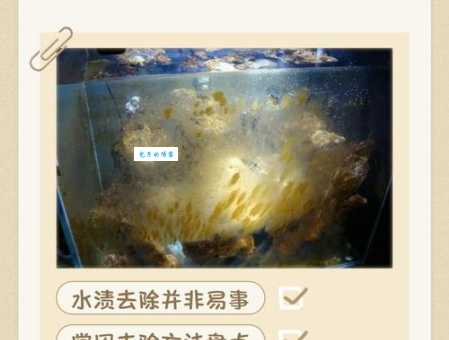 鱼缸里长了什么的水藻需要清理？教你一招识别有用和无用！