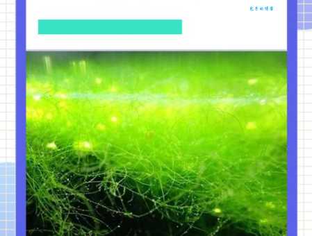 鱼缸里长了什么的水藻需要清理？教你一招识别有用和无用！