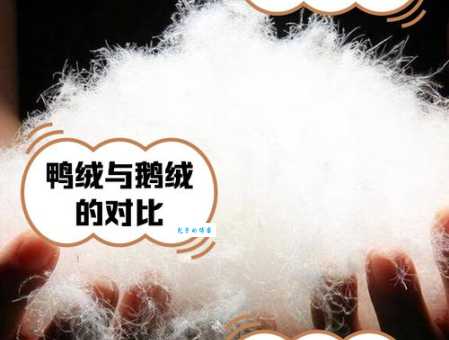 灰鸭绒和白鸭绒哪个好?内行人告诉你其中的秘密 灰鸭绒和白鸭绒哪个好?内行人告诉你其中的秘密