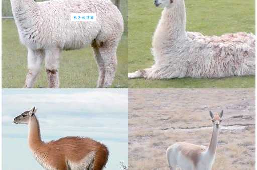 羊驼为什么叫草泥马?原来这些有趣的故事你都不知道!