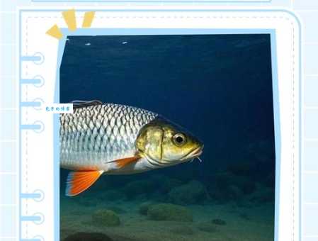 鱼烂而亡指是什么生肖？民间俗语中的生肖知识科普