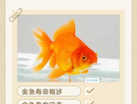 釜中之鱼是什么生肖？为您详细分析这个生肖的含义