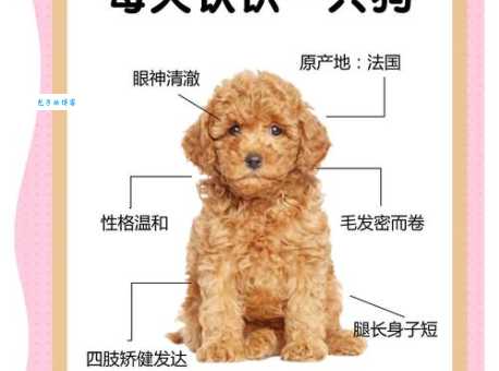 如何评价含瑕积垢的动物？从不同角度分析其存在价值