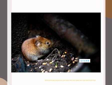 舍近求远打一个生肖的准确答案，原来谜底是这个动物！