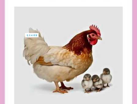 猜猜鸡口牛后打一动物是什么?详解背后隐藏的生肖!