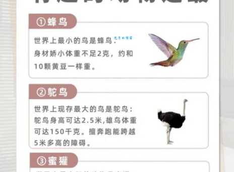 争奇斗艳打一最佳动物？揭晓谜底让你领略自然的色彩