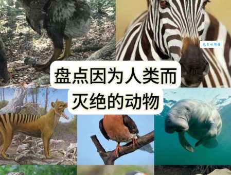 怀璧其罪的动物生存现状如何?背后的真相让人感到揪心 怀璧其罪的动物生存现状如何?背后的真相让人感到揪心