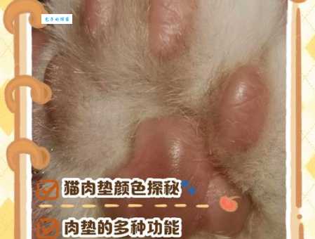 胼手胝足最正确动物是什么?这就带你了解正确答案!