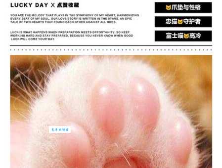 胼手胝足最正确动物是什么?这就带你了解正确答案!