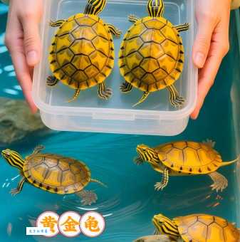 苍苔满字土埋龟是什么生肖？原来这个生肖代表财富与好运