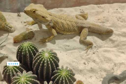 东山再起打一准确动物答案是什么?这篇攻略告诉你!