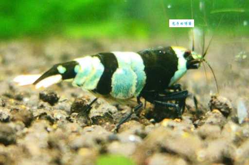 东山再起打一准确动物答案是什么？这篇攻略告诉你！