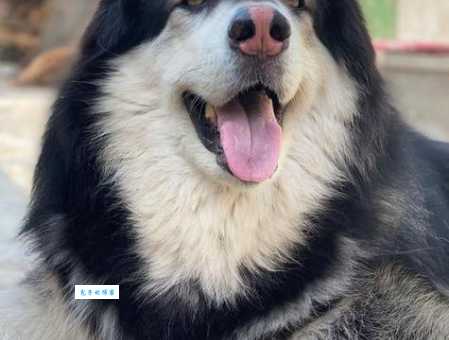 落草为寇代表指什么生肖?民间流传最广的说法原来是它!