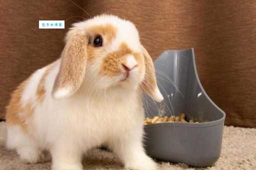 登上高楼想摘星是什么生肖?老辈人分享的生肖解析在这里!