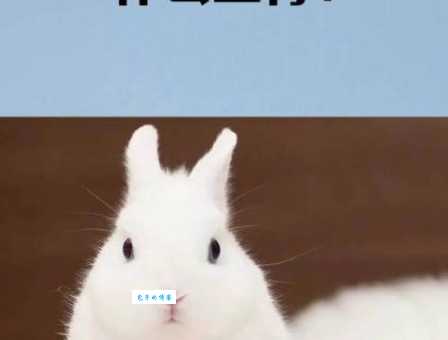 怀璧其罪最正确生肖解析,看完你就知道指哪个动物了