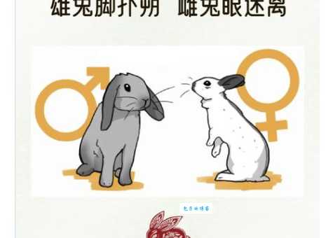 兔死狗烹最正确的一肖怎么选？这几个方法助你快速判断