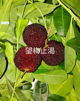 望梅止渴的梅是什么梅?专家告诉你这种梅子真的酸吗?