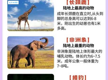 顶天立地打一准确动物是什么？看完这篇你就知道答案！