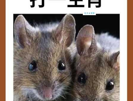 一心二用打一个正确生肖？带你揭开这道谜题的答案！