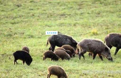 膀大腰圆是什么动物?带你分析这个生肖的准确答案!