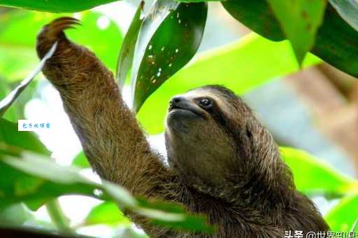 秋水伊人打一正确生肖？这篇解析文章带你了解真相！