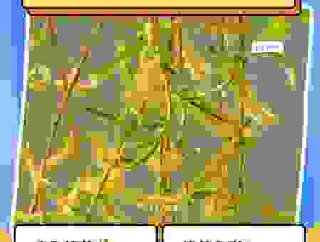 柳影花阴啥意思？出自哪里原来这么美！