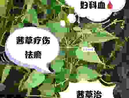 还在为皮肤问题烦恼吗？试试琉璃苣草这些用法！