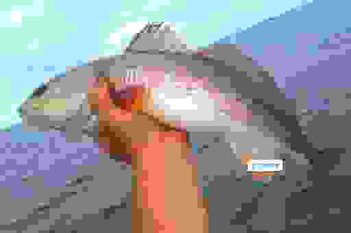 RED FISH什么意思别猜了！最全解释都在这里！