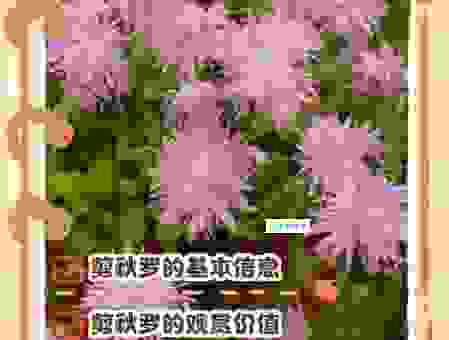 剪秋罗是什么意思？听名字就觉得很美很文艺