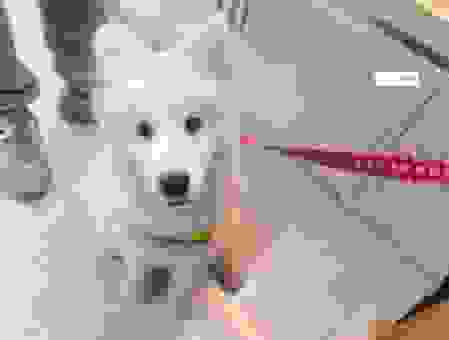 samoyed雪橇犬多少钱一只?不同渠道价格对比参考!