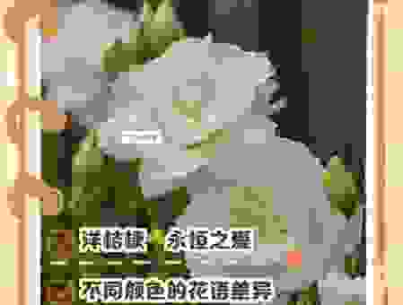 为什么都说花黄是什么意思？快速了解这个新梗