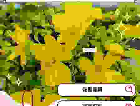 为什么都说花黄是什么意思？快速了解这个新梗