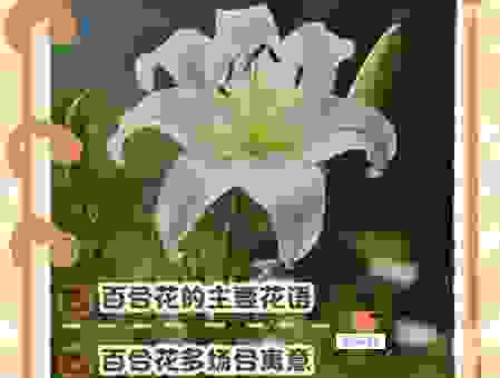 了解一枝花是什么意思?不同语境下理解不同!
