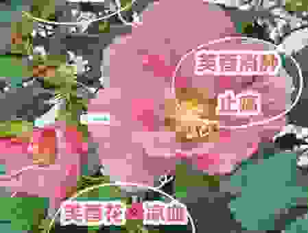 想知道并蒂芙蓉的意思吗？这几个解释最贴切