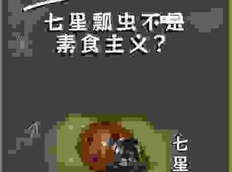 想知道瓢虫是什么意思吗?这些冷知识你可能不知道