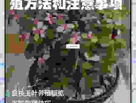 Kochia种植多久能看到效果？新手这样养护少走弯路