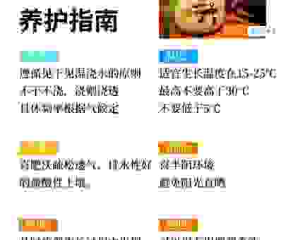 Kochia种植多久能看到效果？新手这样养护少走弯路
