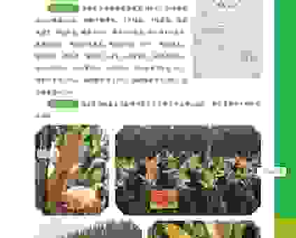 木兰之子打一农作物答案揭晓！原来这种粮食这么常见