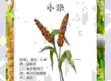 木兰之子打一农作物答案揭晓！原来这种粮食这么常见