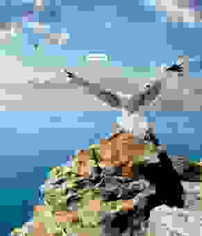 seagull是什么意思?海鸥的英文含义及象征意义详解